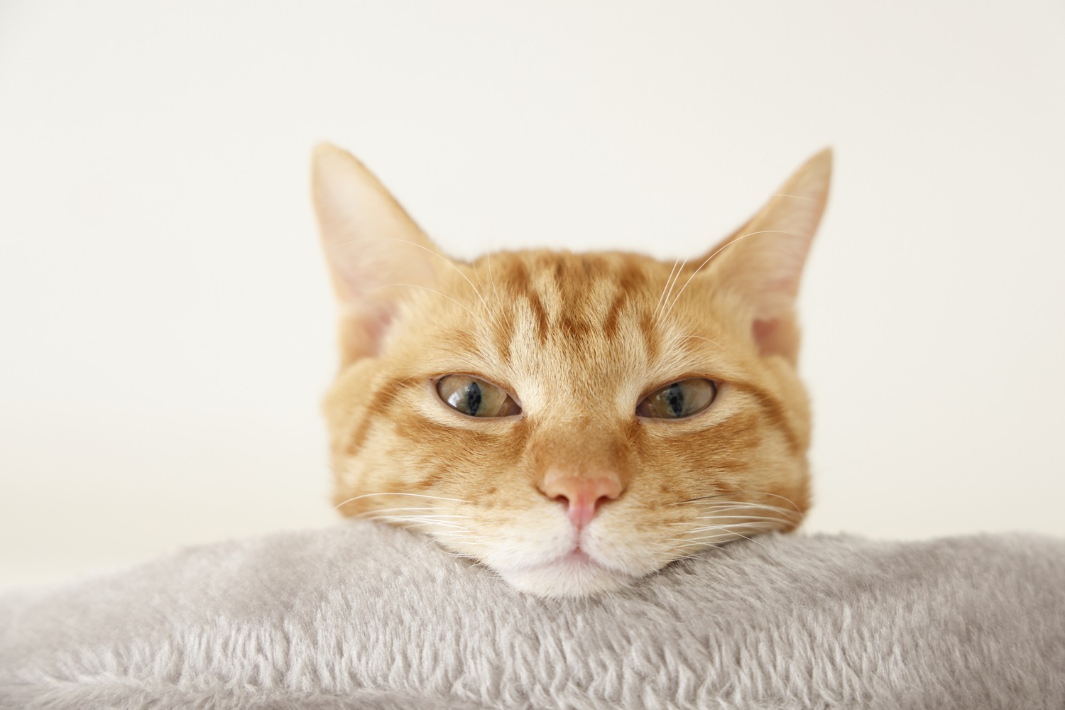 【猫が吐く】嘔吐の原因、飼い猫が吐いたときの対処法を獣医師が丁寧に解説。 | 東中野アック動物医療センター | 中野区の犬・猫・エキゾチック ...