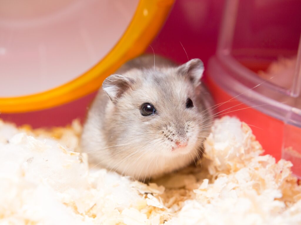 ハムスターのしこり・できものは様子見してよい？