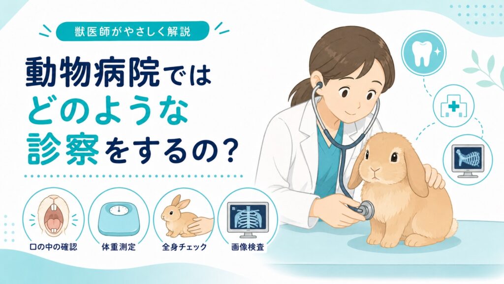 うさぎの歯のトラブルで動物病院ではどのような診察をするのか