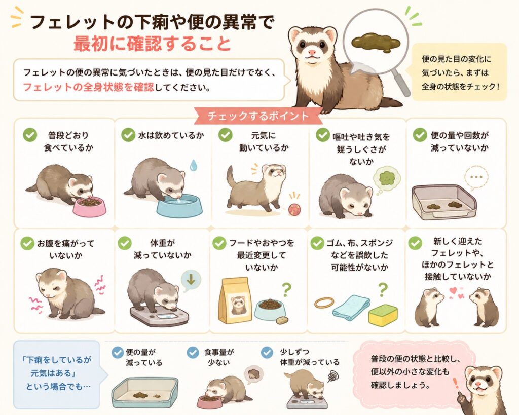 フェレットの下痢や便の異常で最初に確認すること