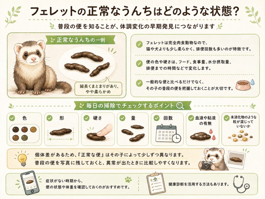 フェレットの正常なうんちの状態