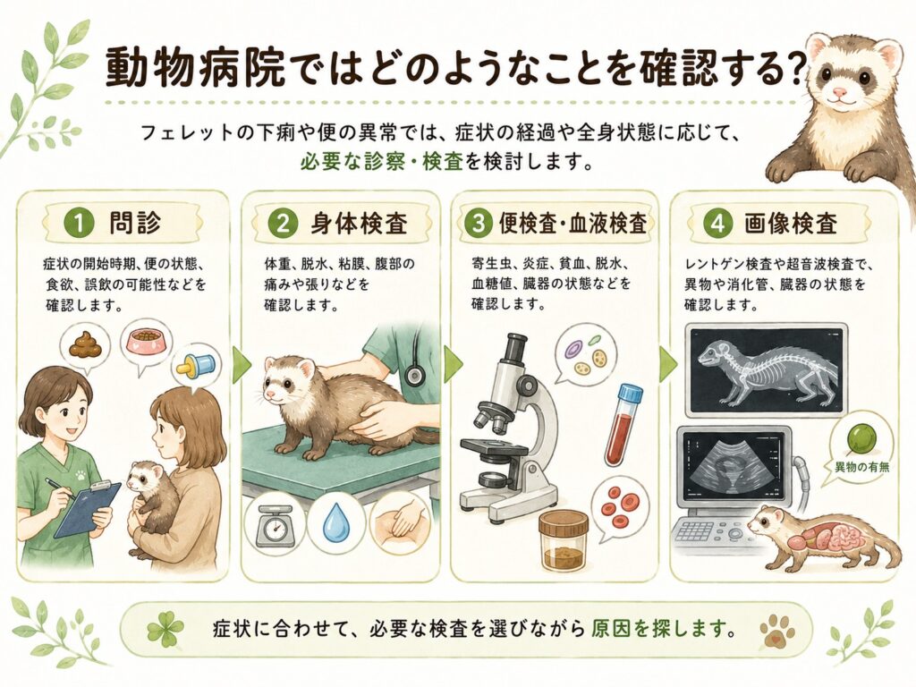 フェレットの下痢で動物病院が行う診察と検査